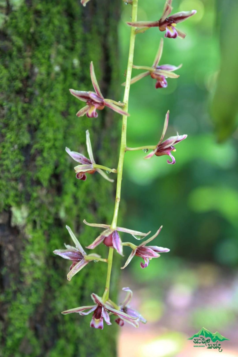 Cymbidium aloifolium (L.) Sw.